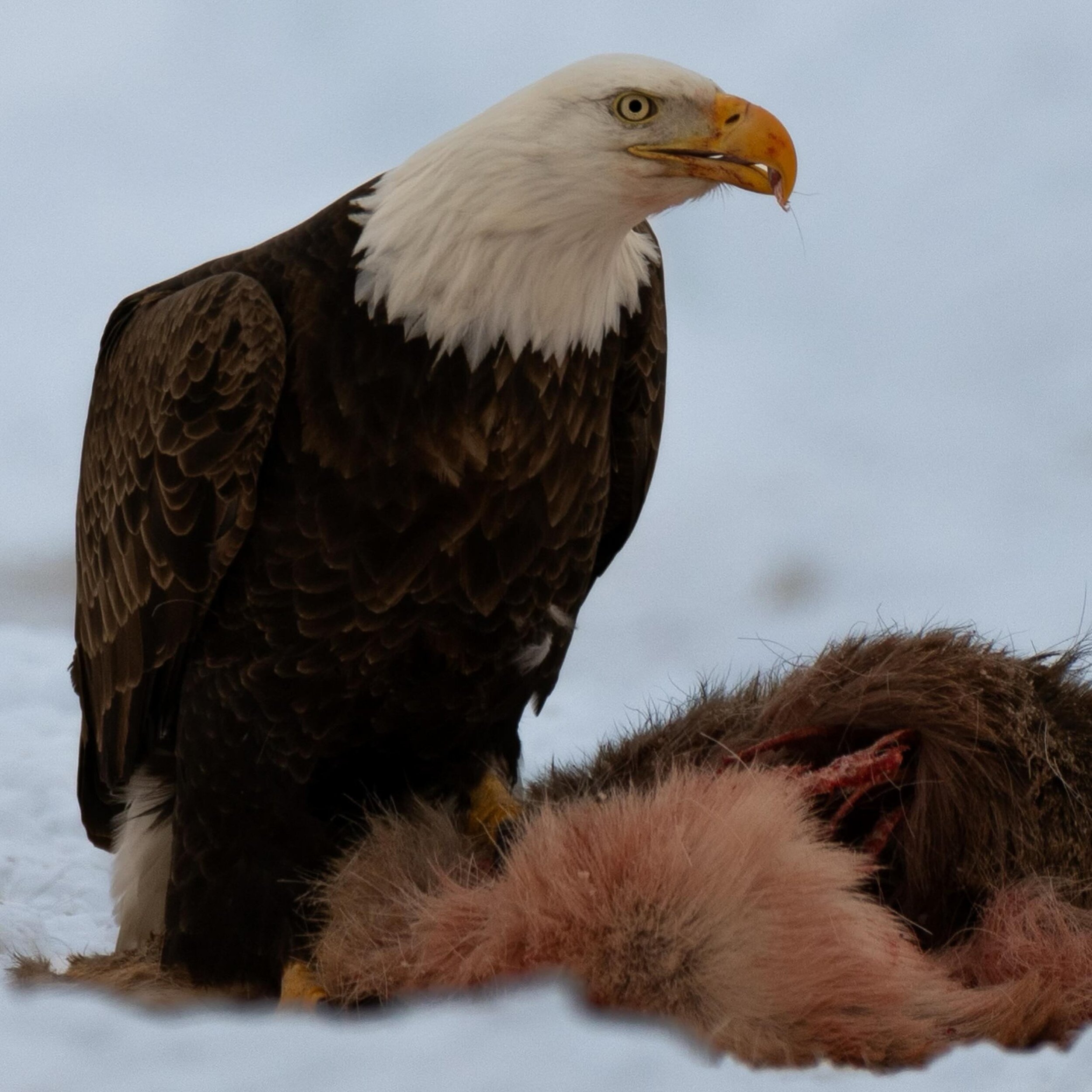 Grounded bald eagles don&rsquo;t hang around for long. This one was fighting off 4-5 others as they snacked in roadkill in the fresh snow. 

#minnesota #eagle #wildlife #snowstorms #roadkill #birdsofinstagram #raptors
