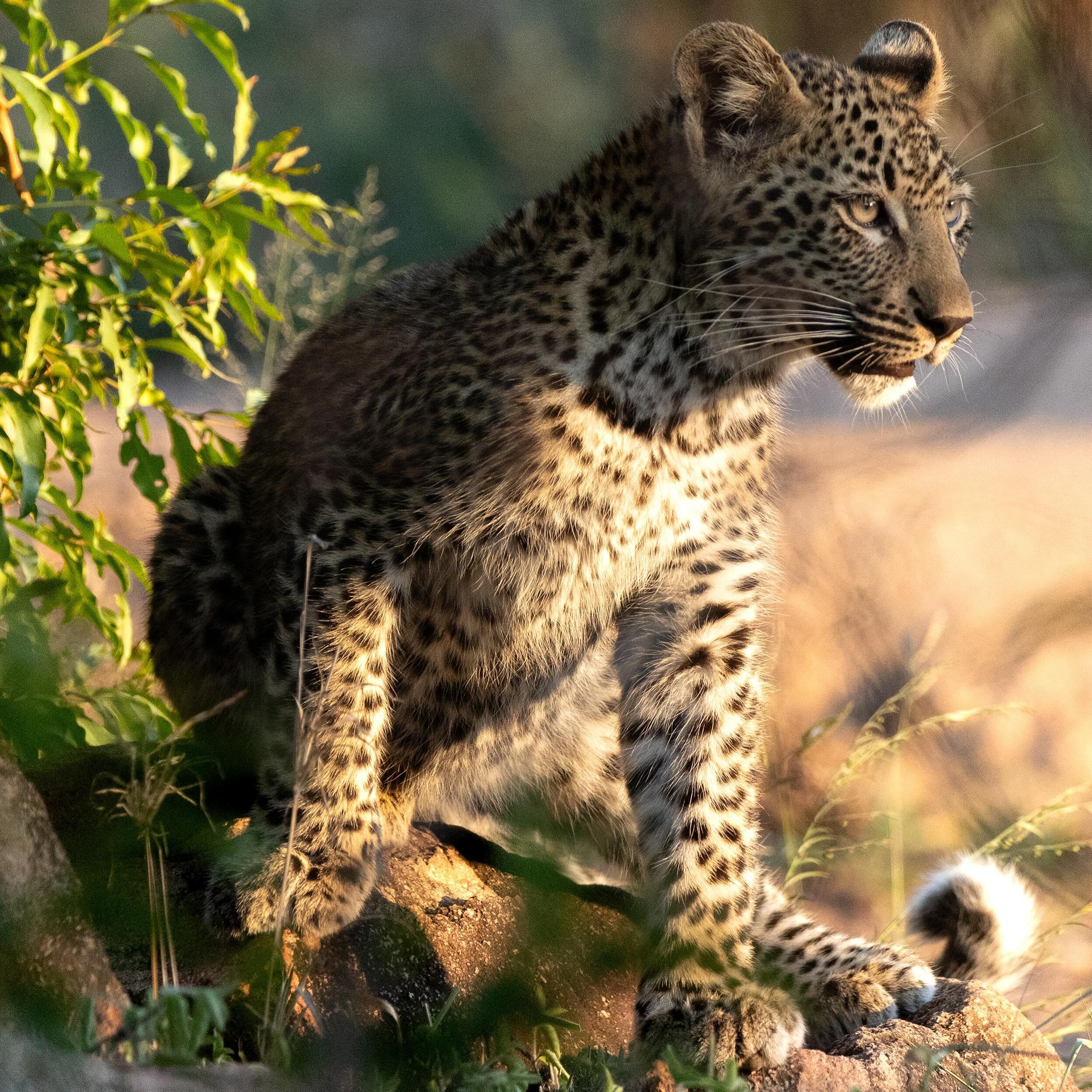 Young leopards are often left on their own even from a very young age. This little one was happy as a lark, basking in the sun, chasing birds and rolling around in the tall grass. Mom will be back at some point to fetch them but for now they have to 