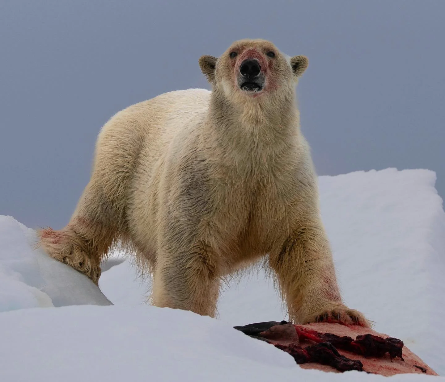 Pure power and ultimate predator status. Takes your breath away. 

#wildlifephotography #arctic #polarbear #svalbard #predator #canonusa #womenwildlifephotographer #bears