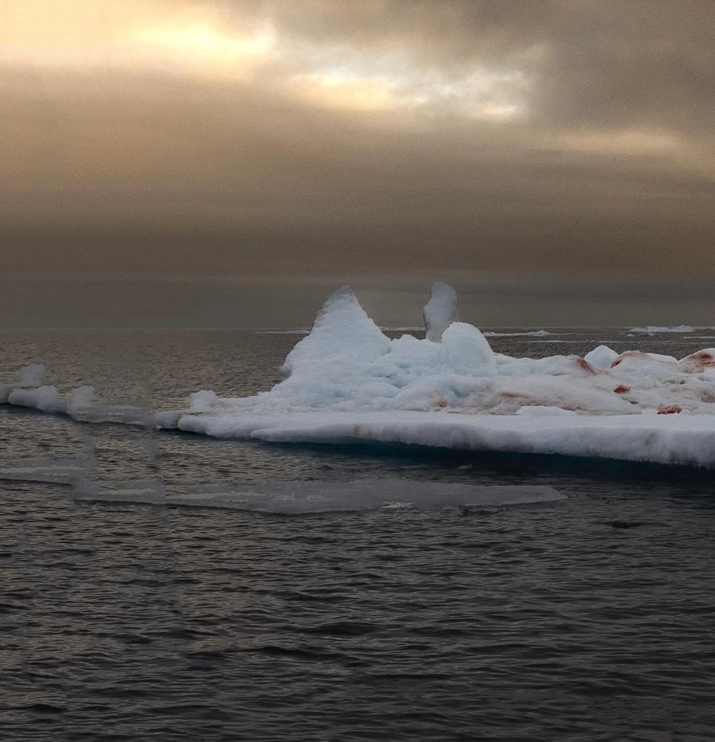 Dinner for one. ❄️🐻&zwj;❄️ Amid the endless Arctic silence, a polar bear enjoys a solitary feast on its icy throne. Utilizing its entire little island, this big bear left evidence of its meal from edge to edge. 

When you zoom out, the true scale of