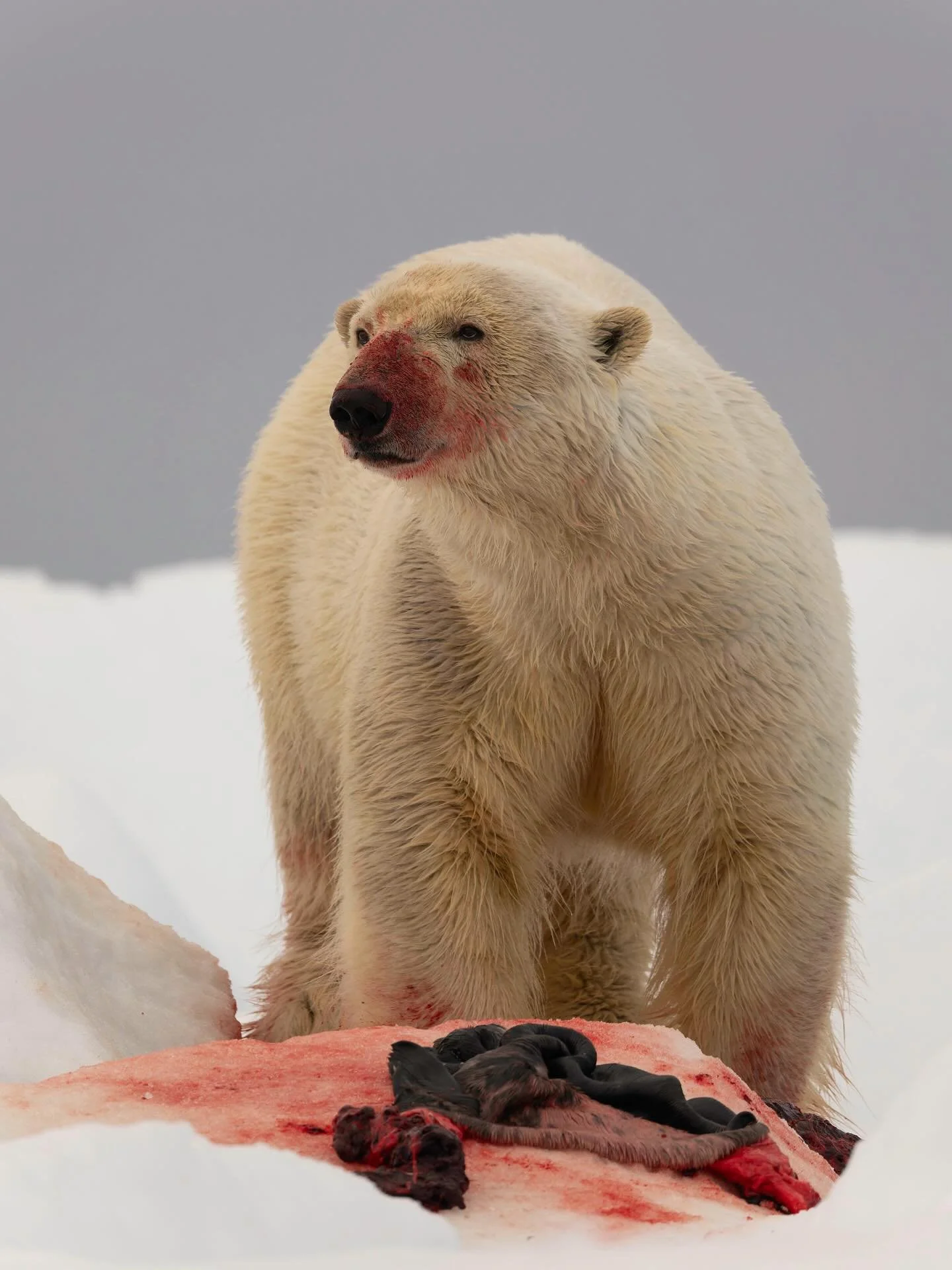 Polar bears are the largest land carnivores on Earth, yet they spend most of their lives on the sea ice, hunting seals and traveling vast distances across the Arctic. Some never go to land after they leave the den with mom. This ice is their lifeline