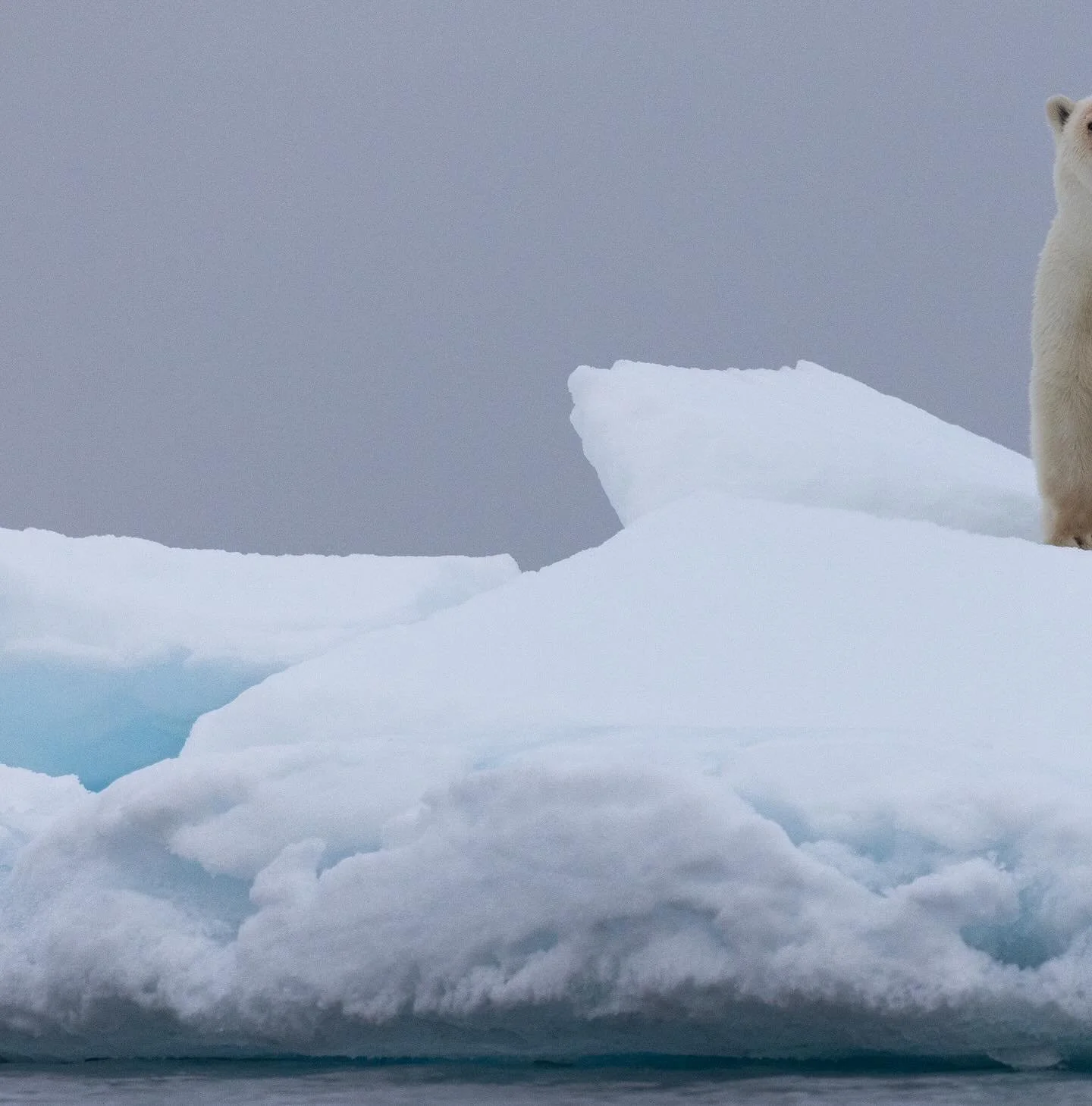 When someone steals your food, you have to just sort of keep an eye out to see if they will give it up. 

This bear worked hard. Hope he found his next meal. 

#arctic #svalbard #polarbear #icecaps #caononr3 #wildlifephotography #womenphotography