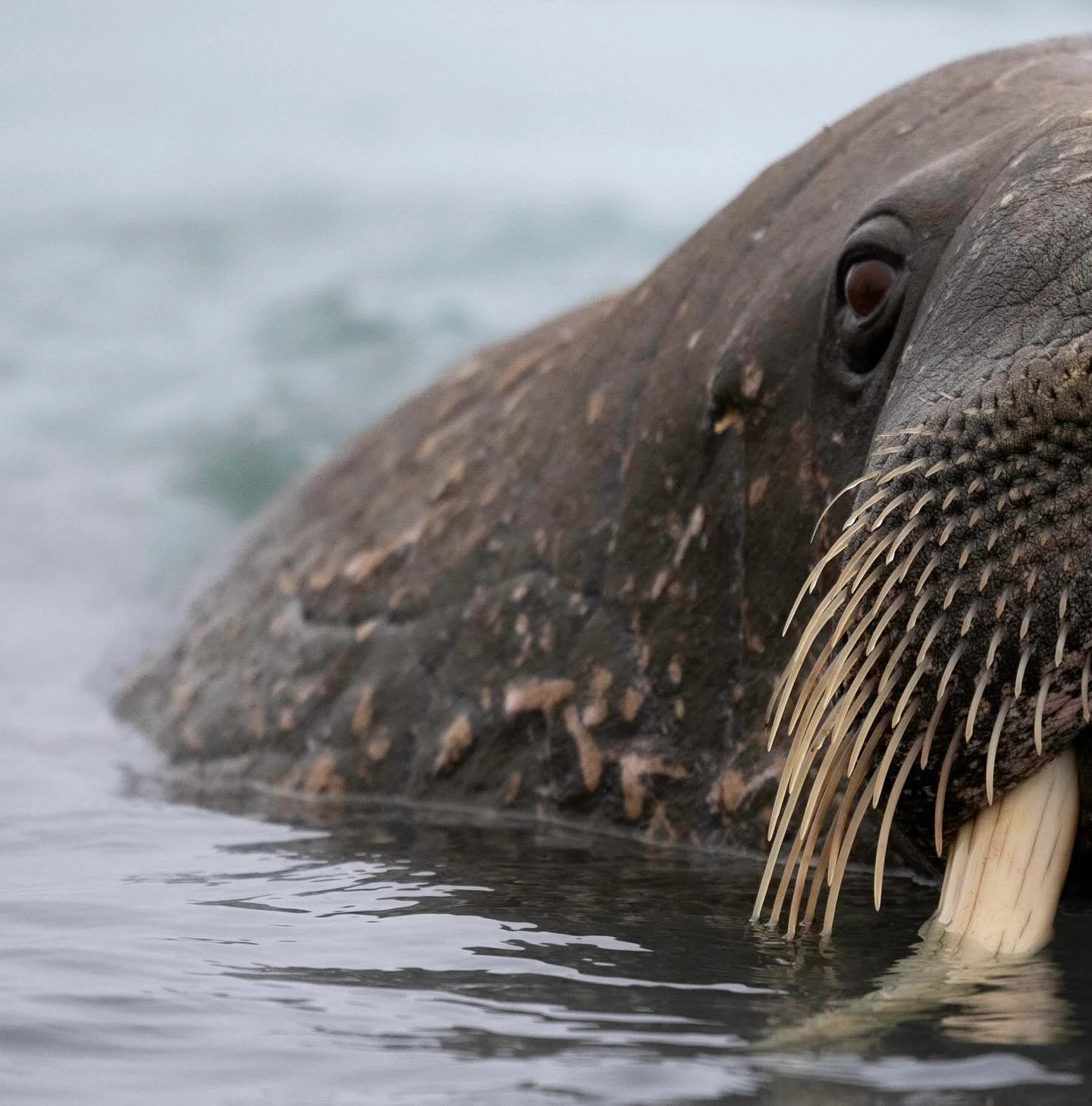 A face built for arctic waters. 

#Walrus #WildlifePhotography #canonr3 #NatureLovers #OceanLife #WildlifePerfection #AnimalPortraits #PlanetEarth #ArcticVibes #NatureBrilliance #ExploreWildlife