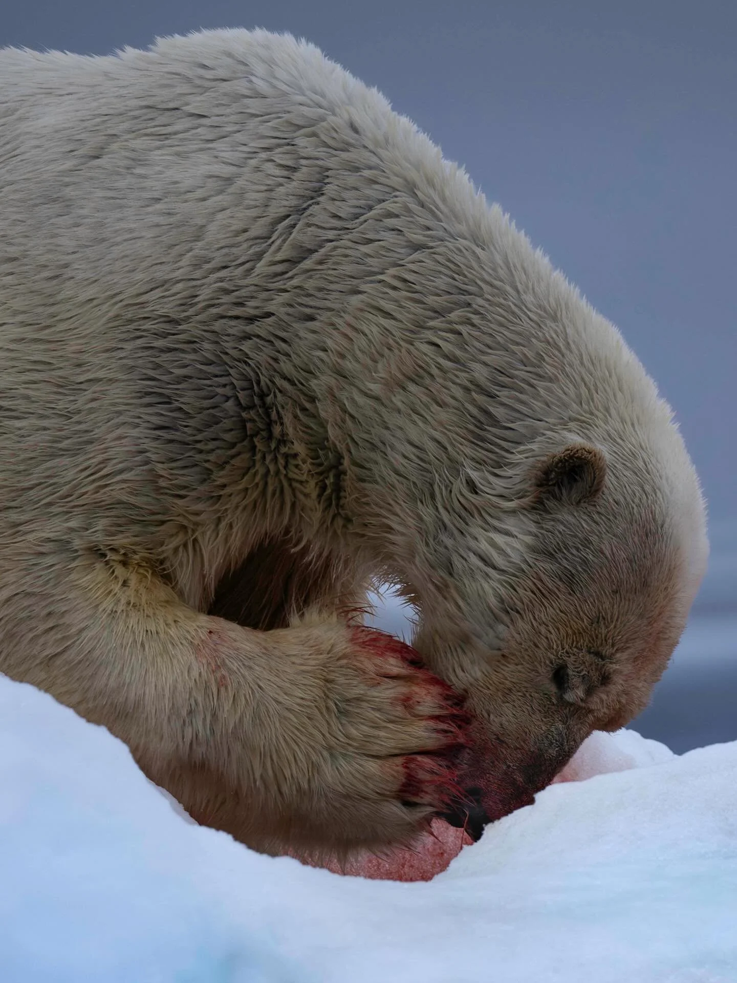 Still can’t get over the size of those feet. 
#polarbear #arctic #svalbard #iceandblood #wildlifephotography #femalephotographers #canonr3