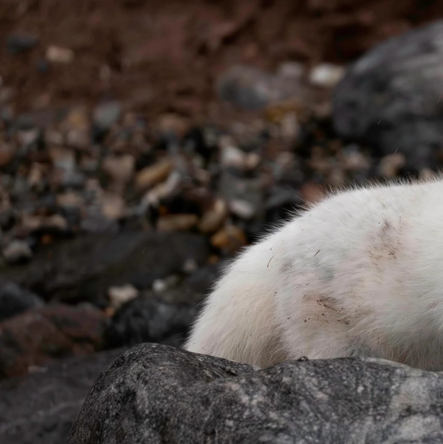 ✨ Bright eyes against the white snow &mdash; this little Arctic fox is the definition of winter magic ❄️💫 Adapted perfectly for the cold, their thick fur and sharp gaze help them thrive where few can survive. #ArcticFox #WildlifePhotography #NatureL