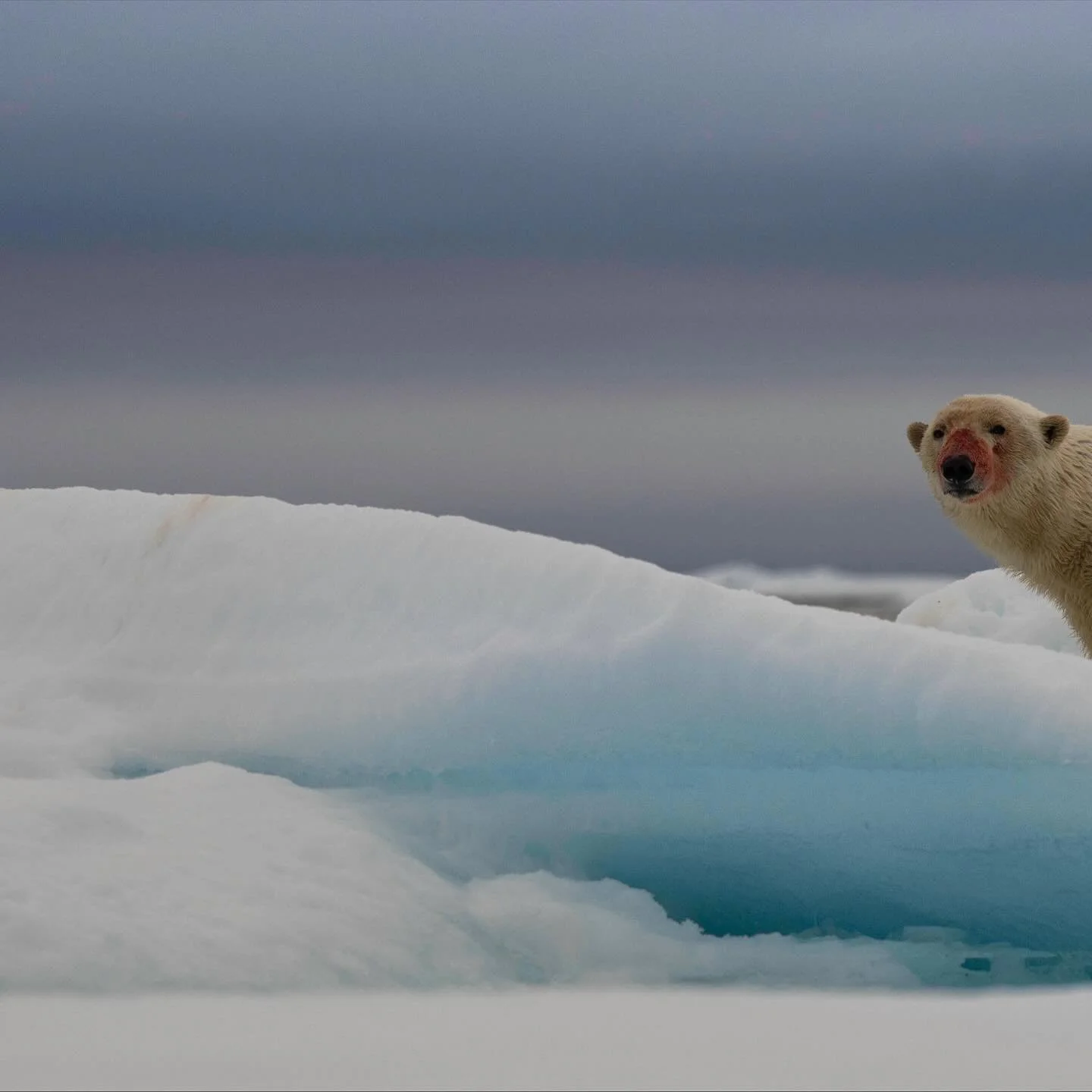Lucky enough to head to Churchill, MB to (hopefully) see some more of these amazing creatures tomorrow. This one was photographed on the sea ice north of Svalbard. Couldn&rsquo;t be more excited. 

#arctic #polarbears #bears #wildlifephotography #can