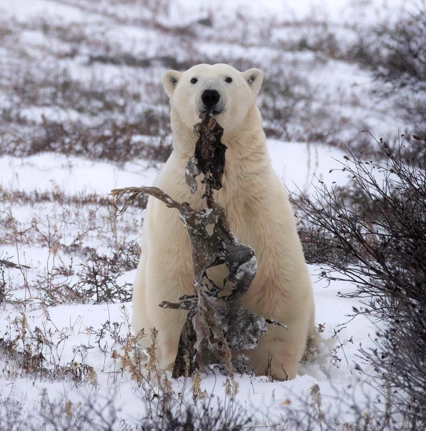 Over the course of three days shooting polar bears in Churchill, MB we saw three different bears with this &ldquo;carcass&rdquo;. Perhaps a caribou at one point, it shows the lack of inland food and how important these cold temperatures are for the b