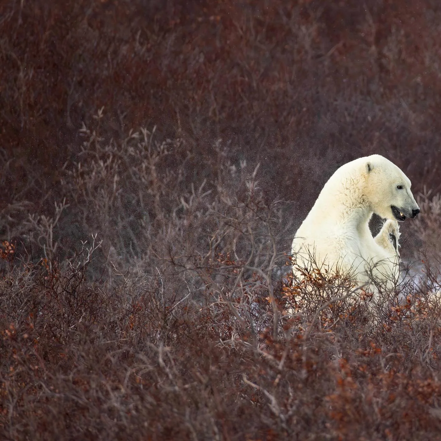 Polar bears sparring was not on my radar as something we would see in Churchill, MB. But wow. Did we. These two were one of 5 different pairs we saw face off. Sizing up the competition? Friendly banter? Exercise? Just for fun?  We don&rsquo;t really 
