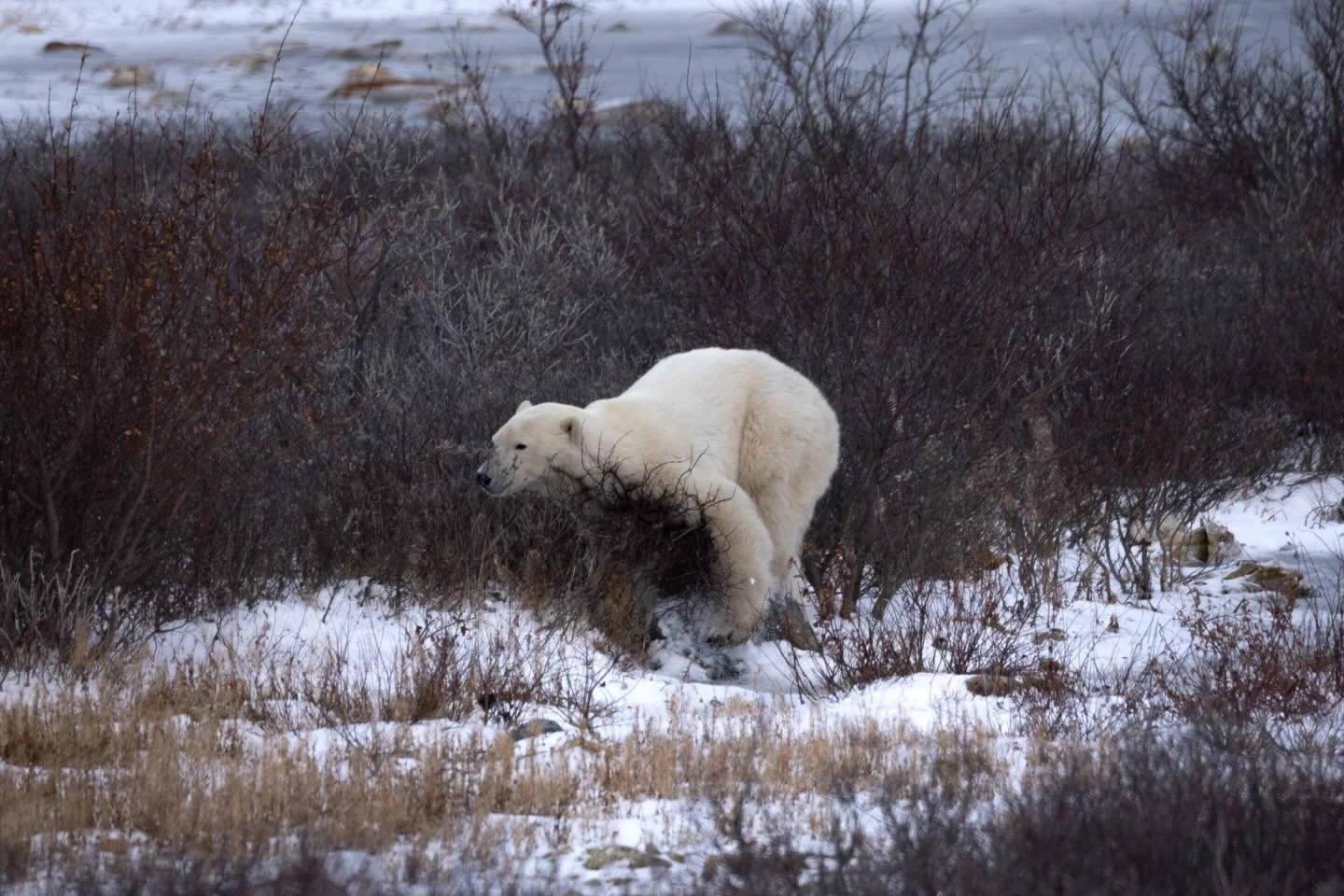 This is an apex predator in a fight with a &hellip;&hellip;. willow bush. 

One of my favorite parts about wildlife photography is just watching what happens. Sometimes you see the mother and the cub. Sometimes you see bears eating or hunting. And so