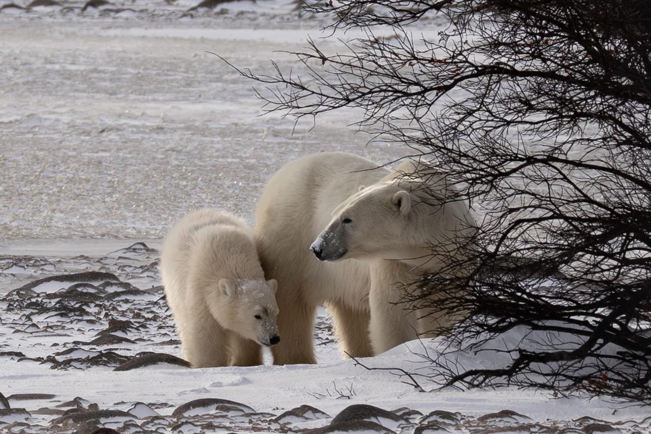 A tender moment between mother and cub as they wait patiently for the the ice to form on Hudson Bay. The Churchill moms are ready to get their COY (cubs of the year&hellip;ie cubs born last March/april) back onto the ice where the seal hunting is goo