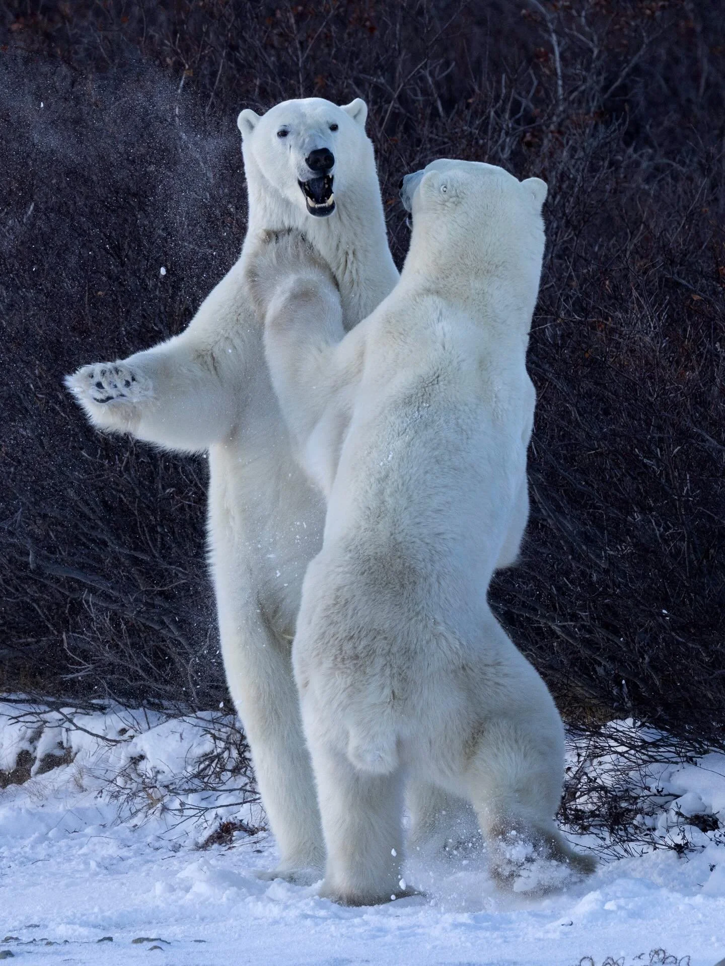 I was surprised by how social the bears in Churchill seemed to be. Two polar bears rise up on their hind legs, sparring with each other in the stiff Arctic wind &mdash; fierce, powerful, and somehow still adorable. ❄️🐻&zwj;❄️ #PolarBears #churchill 