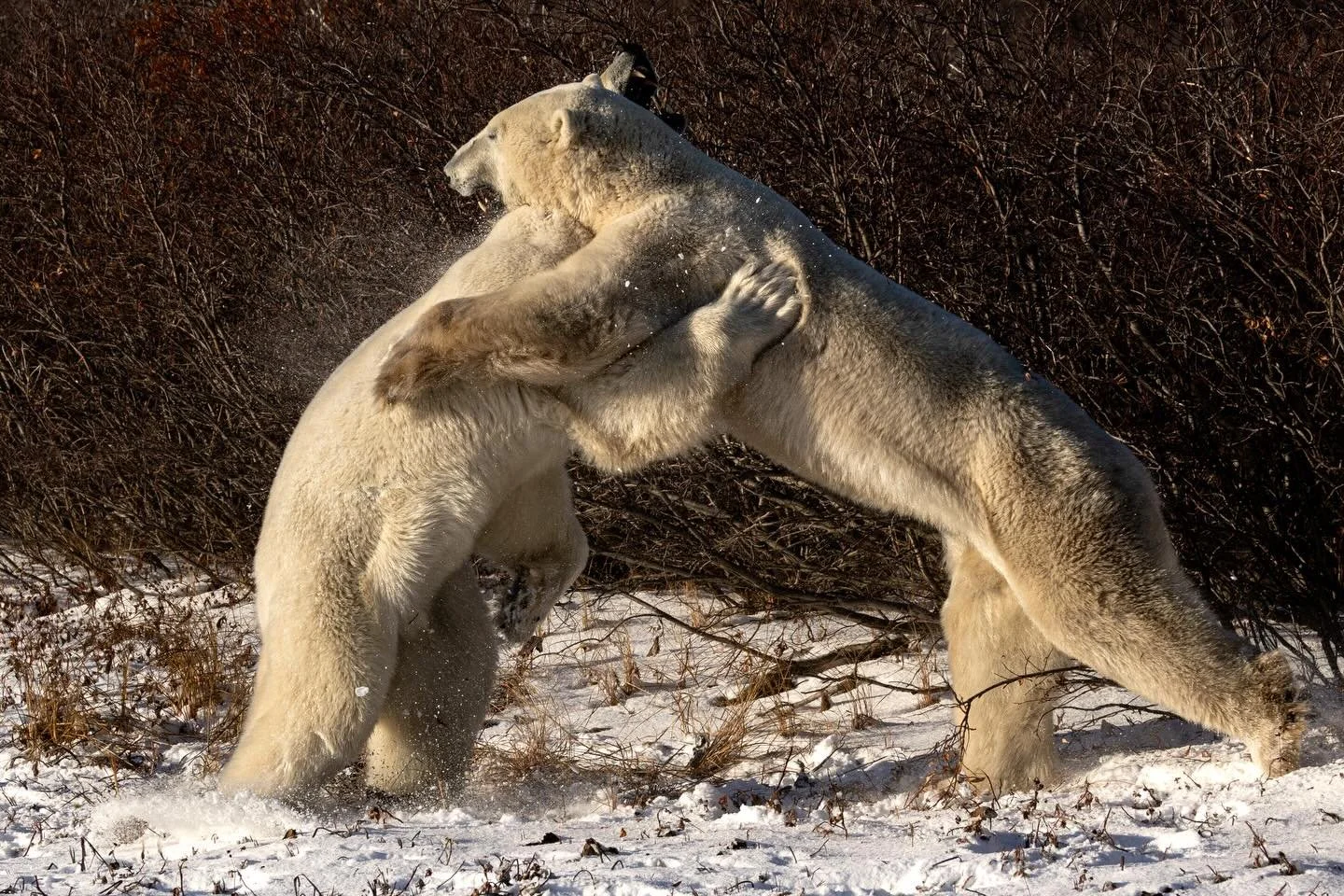 Polar bear pair appreciation post. Just a bunch of pals (and a mom and cub) hanging out and being friends. 

#cnaonusa #canonr3 #churchill #womenwildlifephotography #worldtravel
