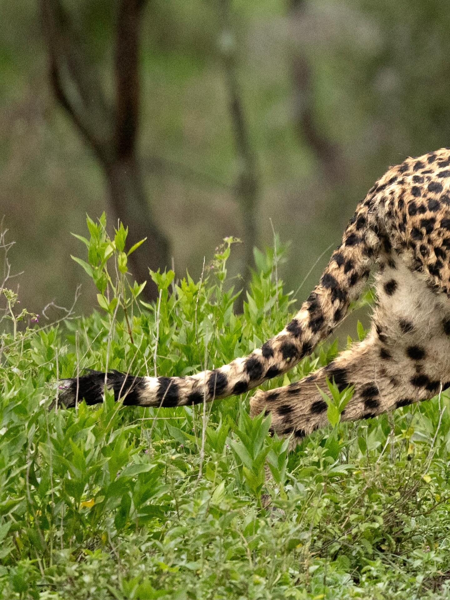 Had fun with some amazing cheetah sightings in Ndutu. Watched this fell through a long flash flood and some thrilling mud slides. 

#bigcatsofinatafram #africa #tanzania #canonusa #canonr3
