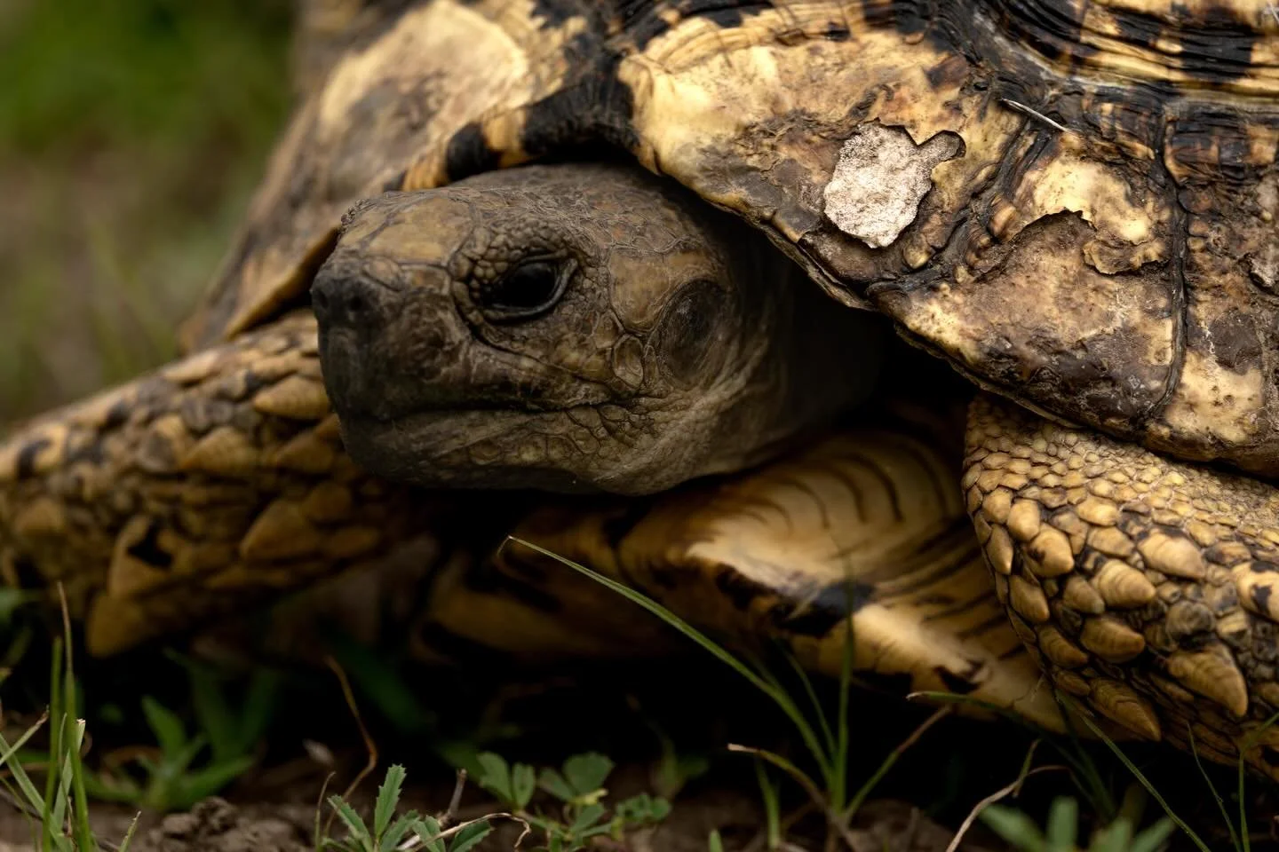 Leopards tortoises are often just ignored in game drive but this guy was too pretty to ignore. Living to well over 100 years, these are the historians of the bush. 

#tanzania #ndutu #canonusa #canonr3 #wildlifephotography