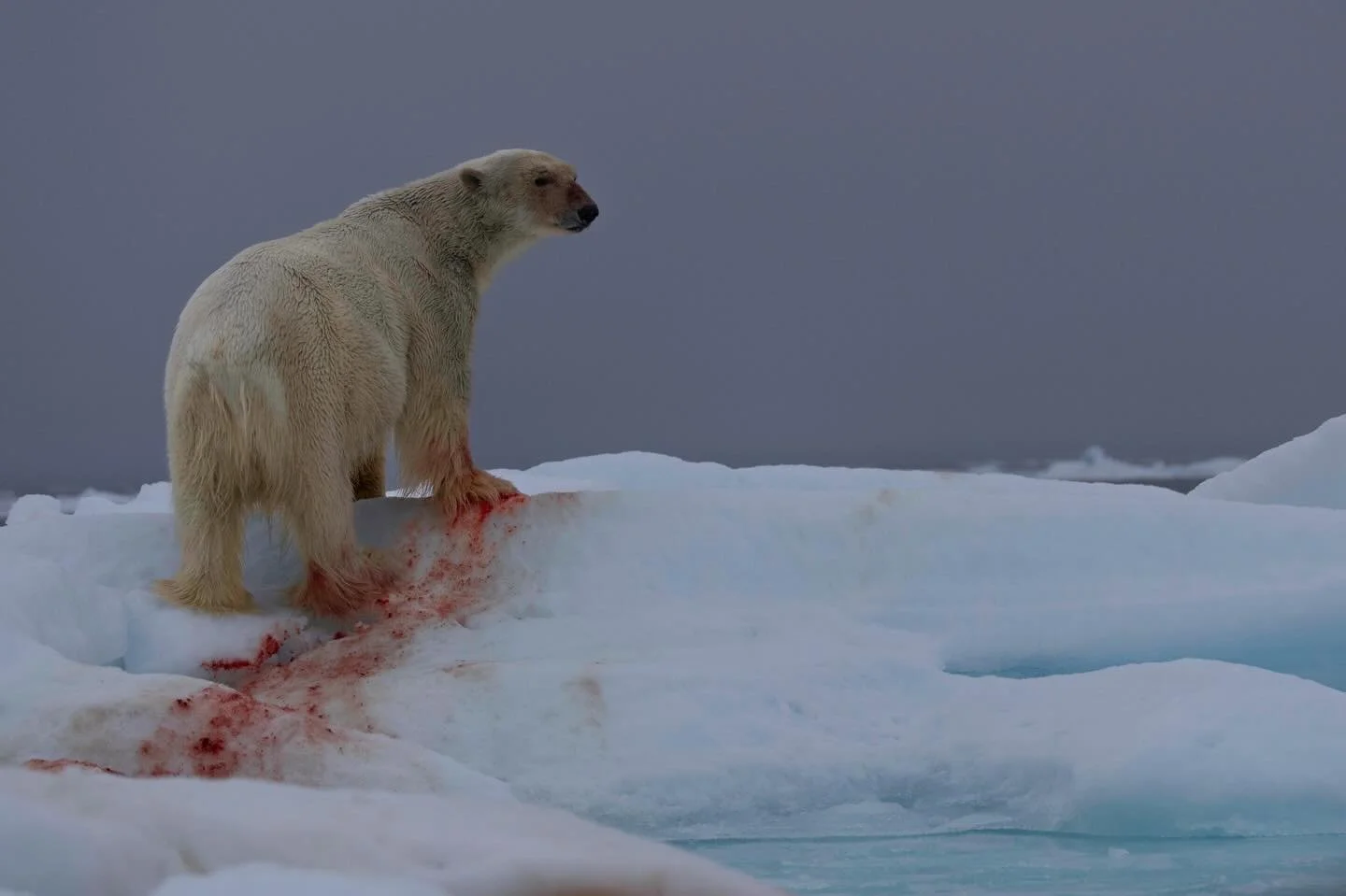These incredible creatures deserve a whole week but they will settle for the day. This big fella enjoyed a large meal on an iceberg broth of Svalbard at the 82 parallel. A moment that quite literally took my breathe away. #internationalpolarbearday #