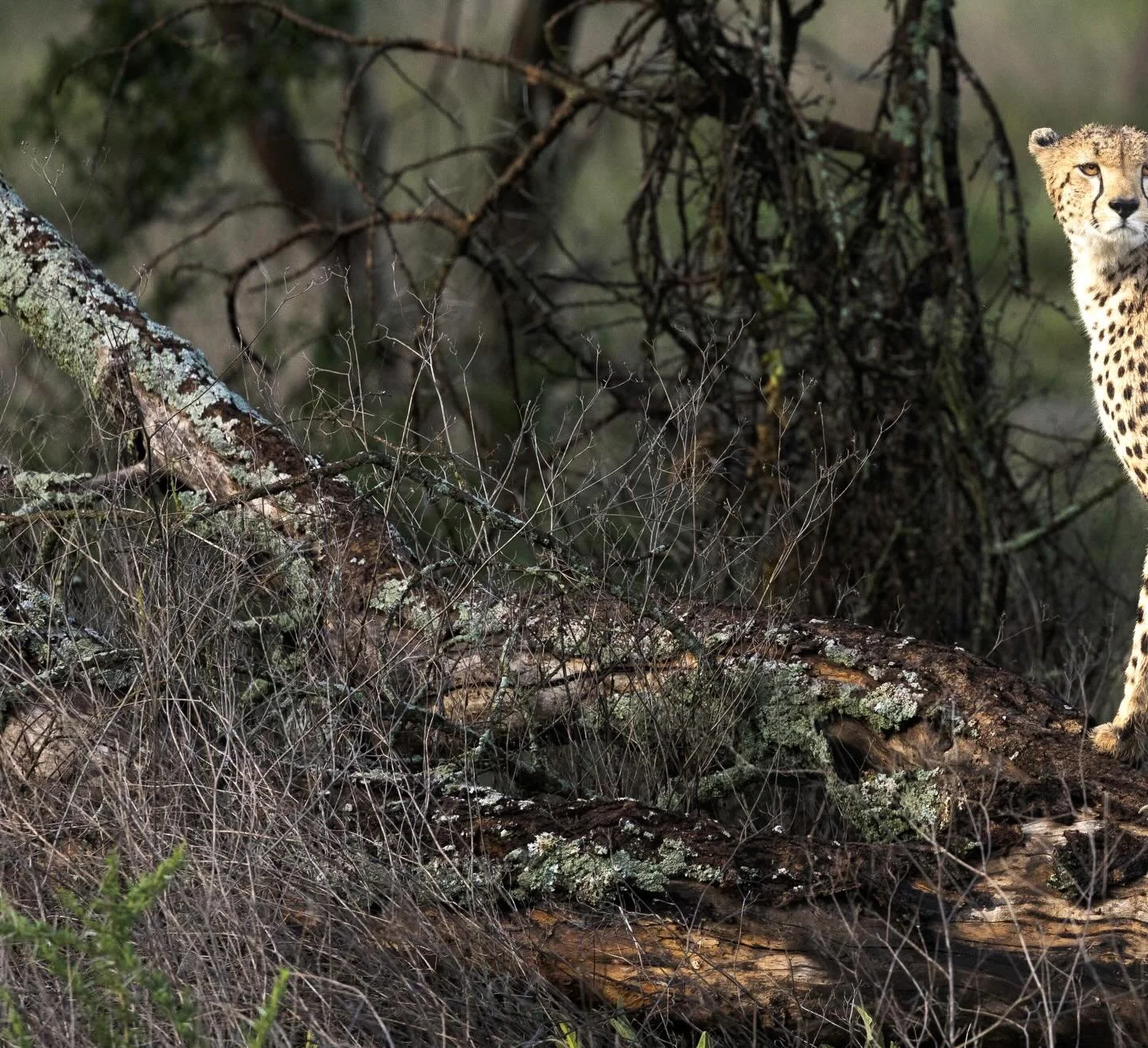The Serengeti is the land of the cheetah and this lady didn&rsquo;t disappoint. After a flash flood, a scare from a couple of mating lions and a failed hunt she was ready to try again. Alert and locked in on some impala. 

#bigcatsofinstagram #africa