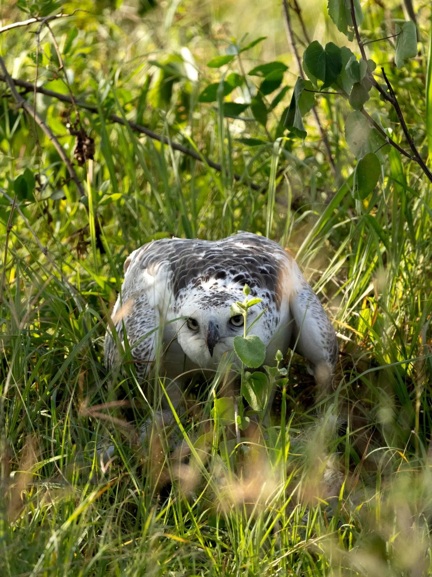 Little story about this martial eagle. Quiet safari day and we were scratching around trying to find something to photograph. In a bush we saw some movement. Stopped the car. The eagle was crouched and seem to be hiding from us. Patience paid off whe