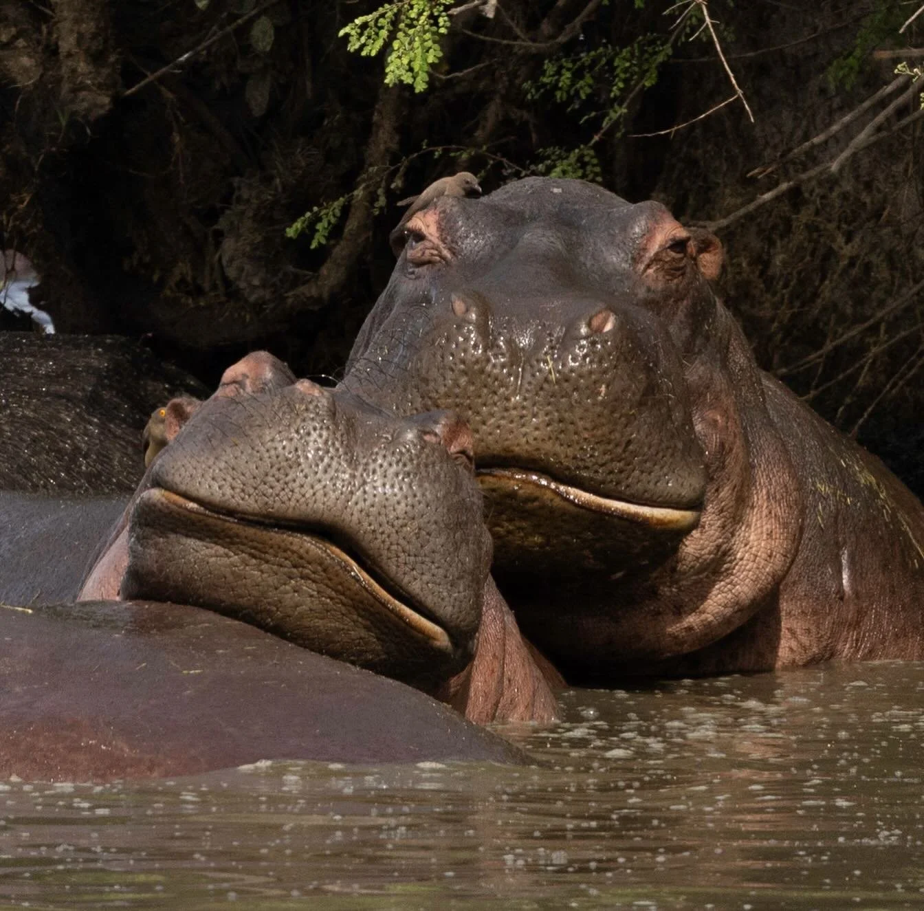 It&rsquo;s a grumpy Monday. 

#africa #hippo #tanzania #wildlifephotogrpahy #grumpy