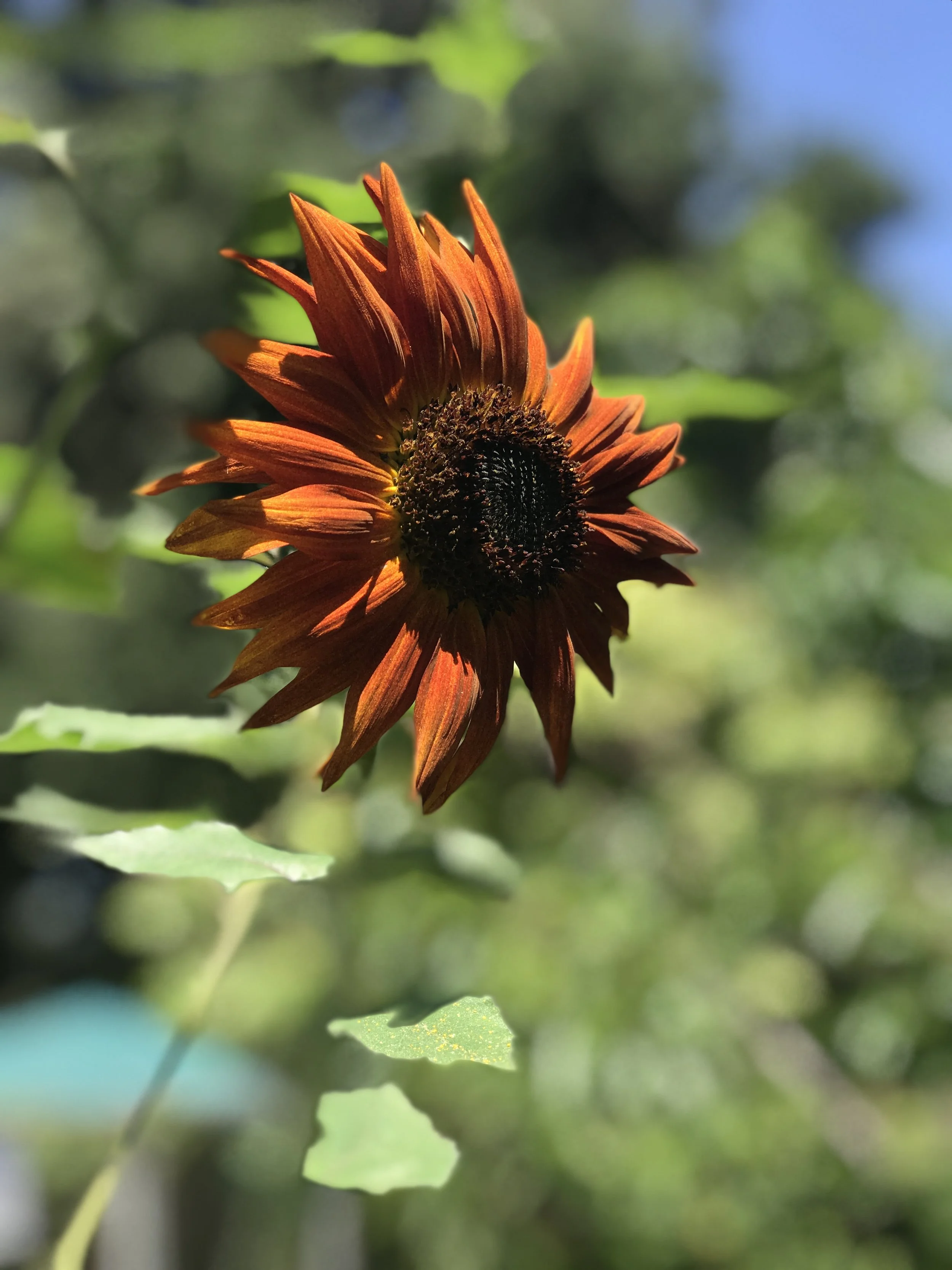 6 Months In: Reading Goal Update (Friday Reads)