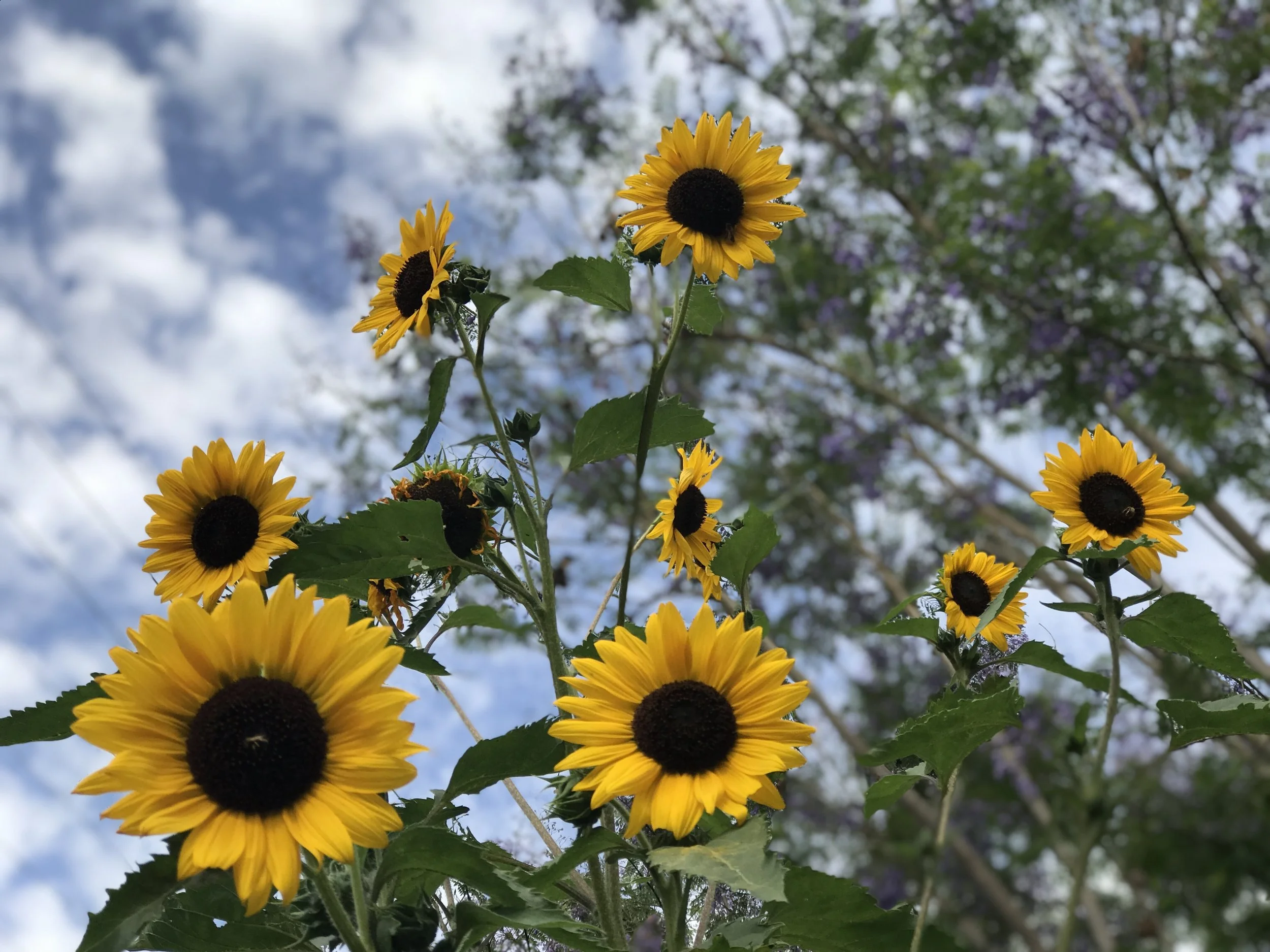 Placerita Canyon and Our New Homeschool Routine