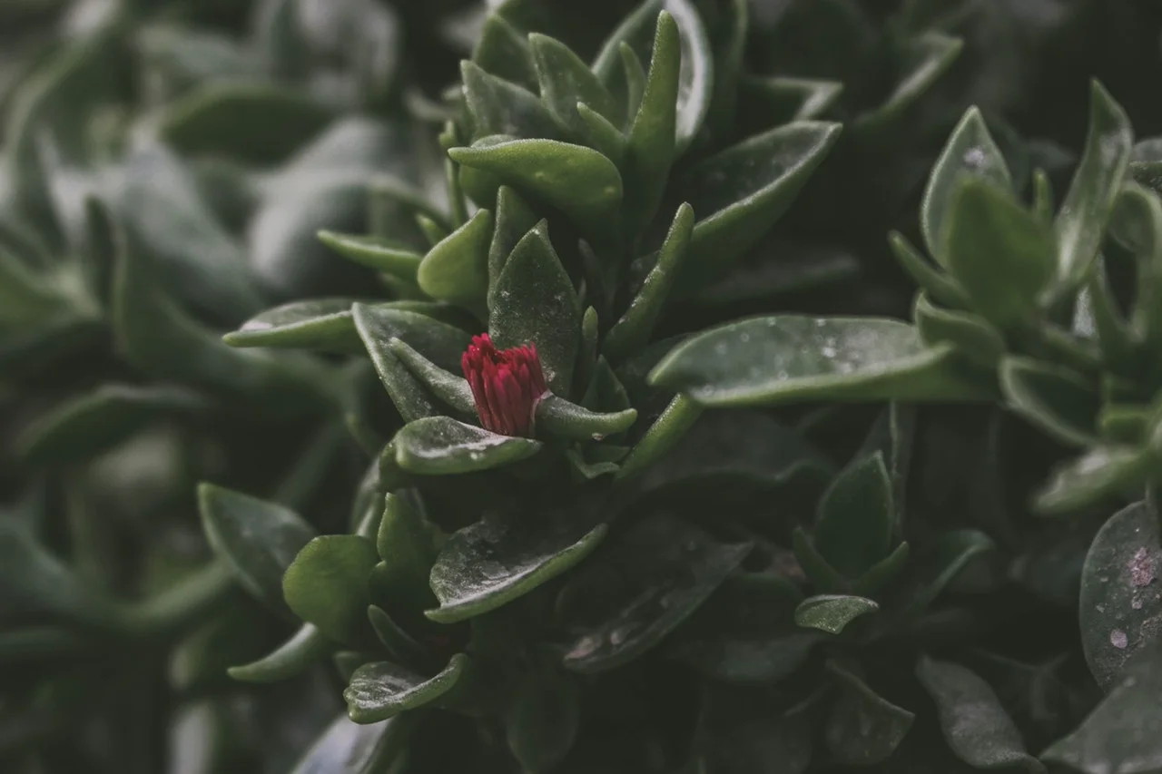 pexels-photo-1246439.jpeg