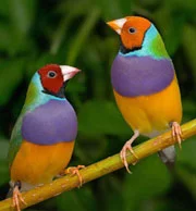 The Gouldian Finch