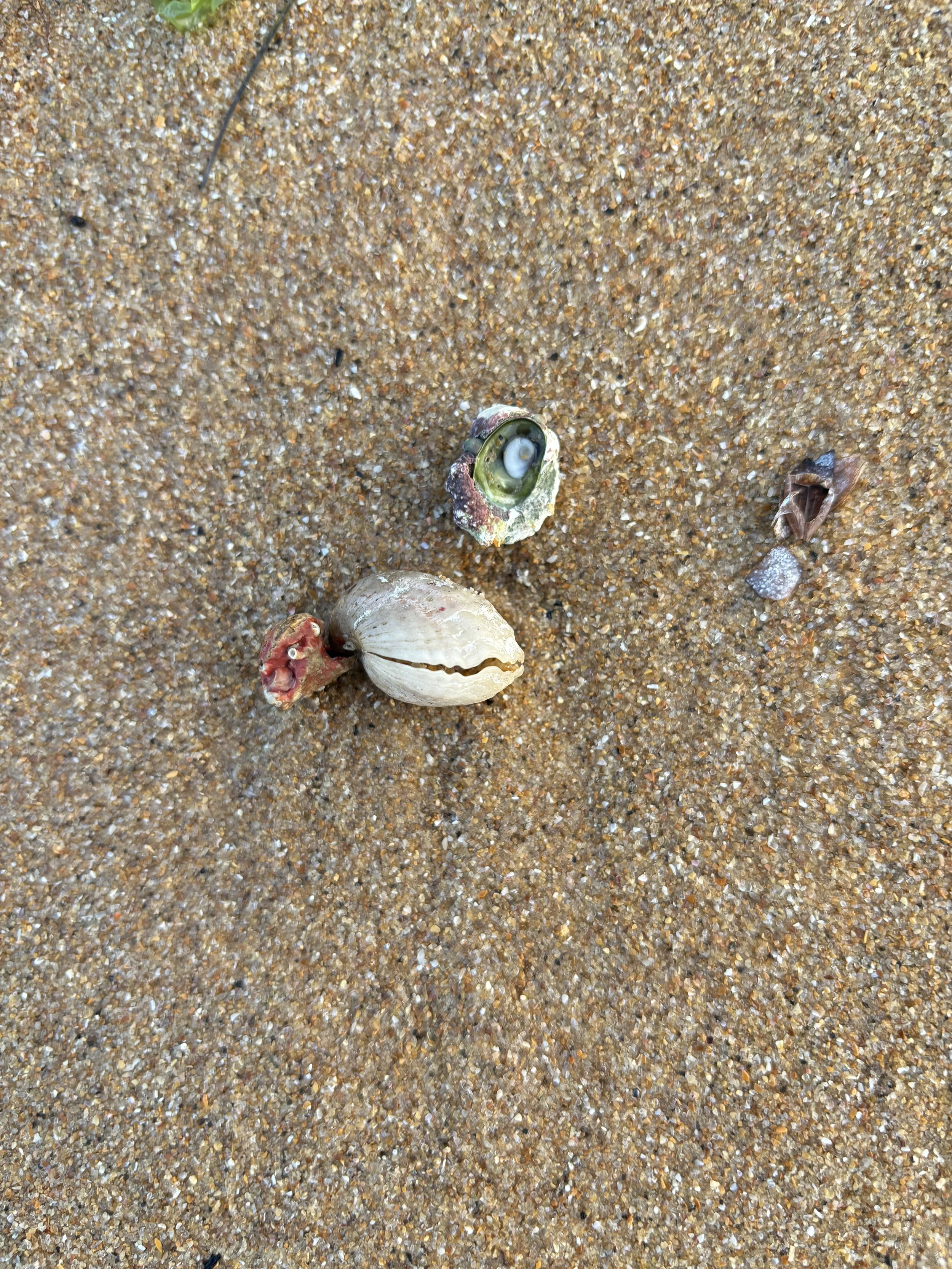An important series of shells
