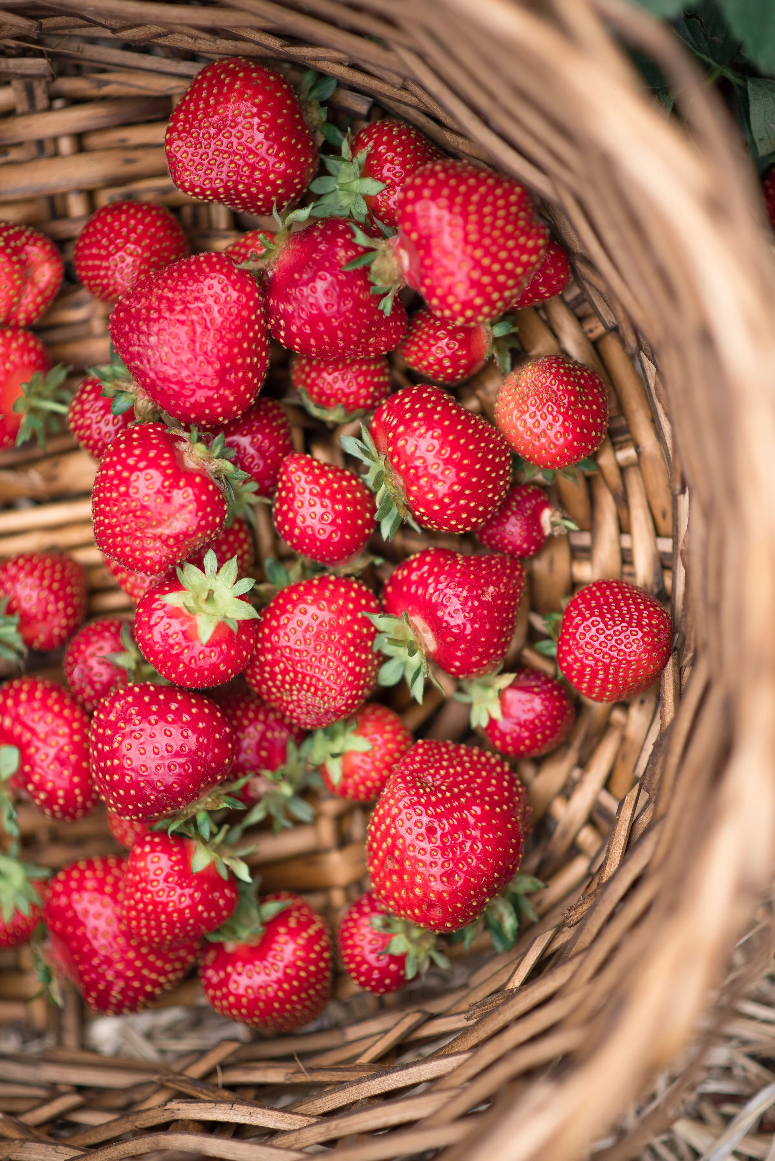 Orchard Fruits and Berries / Strawberry Fabric