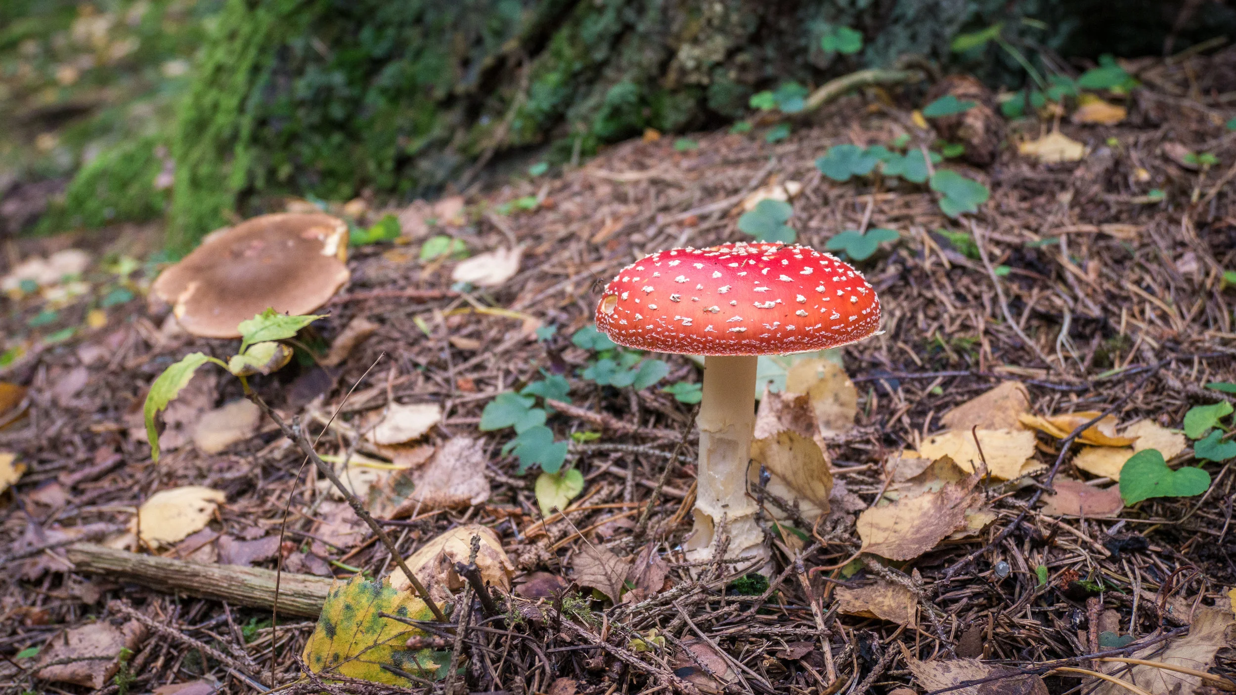 P1010356.jpg