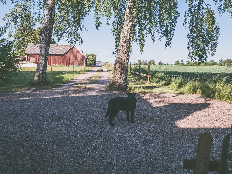 P1040528-1.jpg
