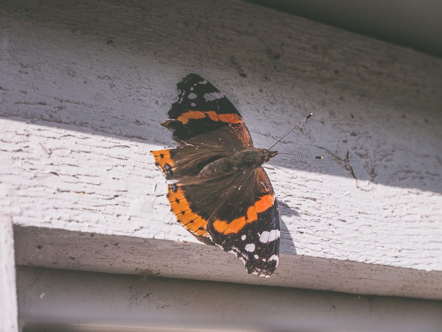 P1040775-1.jpg