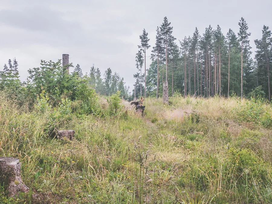 P1040904-1.jpg