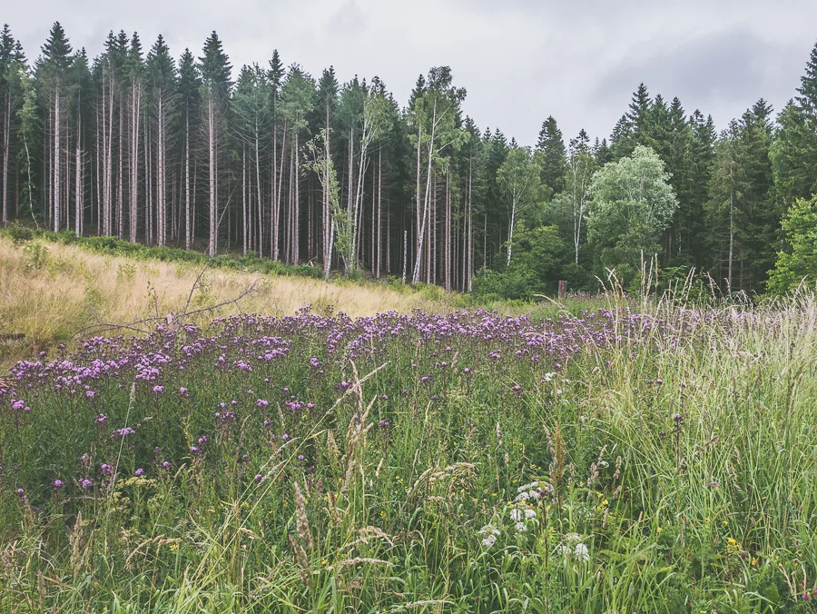 P1040910-1.jpg