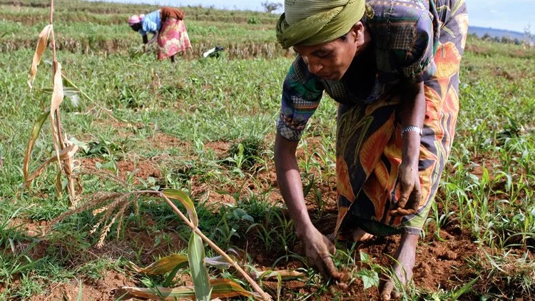 Banque Mondiale - La sécurisation des droits fonciers, une clé pour l’autonomisation des femmes et le développement des villes et de l’économie