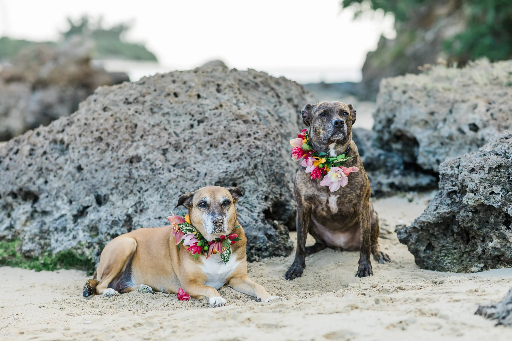 chatzy leash and collar