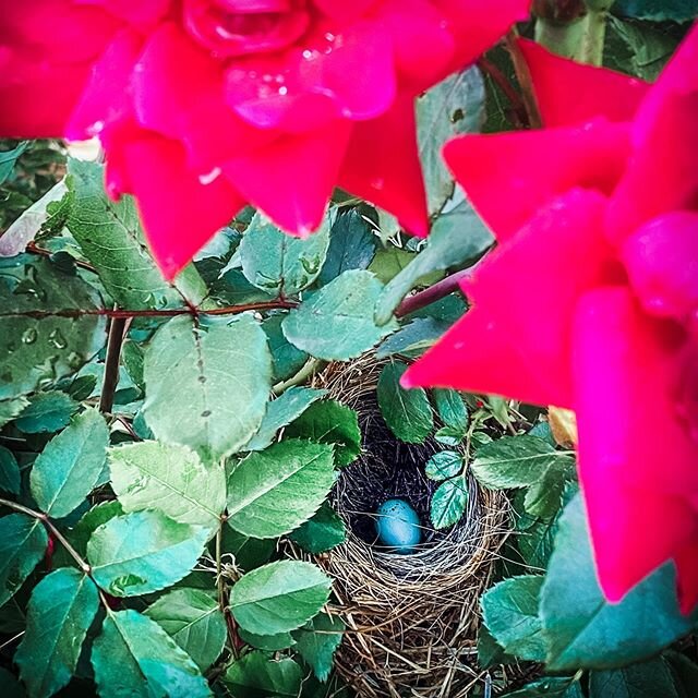 What a beautiful surprise in the rose bush. 💗🐣💗Don&rsquo;t forget to get outside and enjoy Mother Nature&rsquo;s beauty. #mothernaturesgifts #stopandsmelltheroses #birdnest #northgamountains