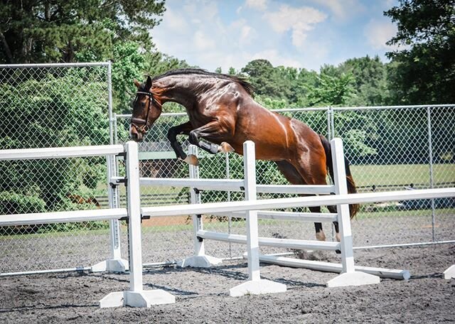 Lily the filly also went and played in the jump chute today. She is so incredibly smart, beautiful and talented. 📸@redheadlins #futurechampion #futurehunter #futurejumper #warmbloodbreeding #theoriginalbabybali #landk&ouml;nigbaby #boutiquebreeder #