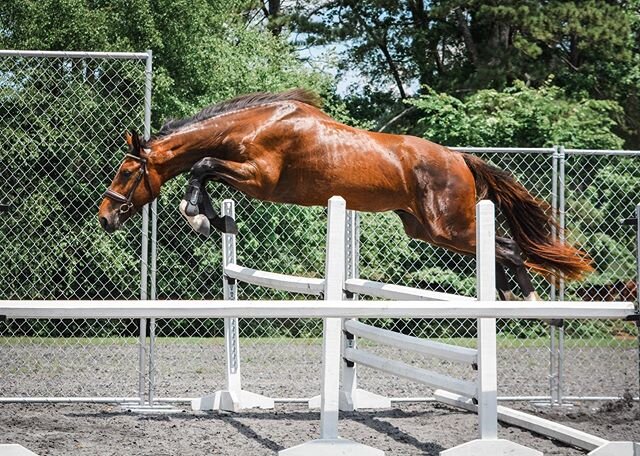 Bali&rsquo;s 2 year old, Sam, found his wings today. He&rsquo;s growing into such a spectacular kid🌟🦄🌟Thank you @le_bonheur_equestrian for the jump chute and @redheadlins for the pictures. #futurechampion #futurejumper #blissmfoffspring #breeder #