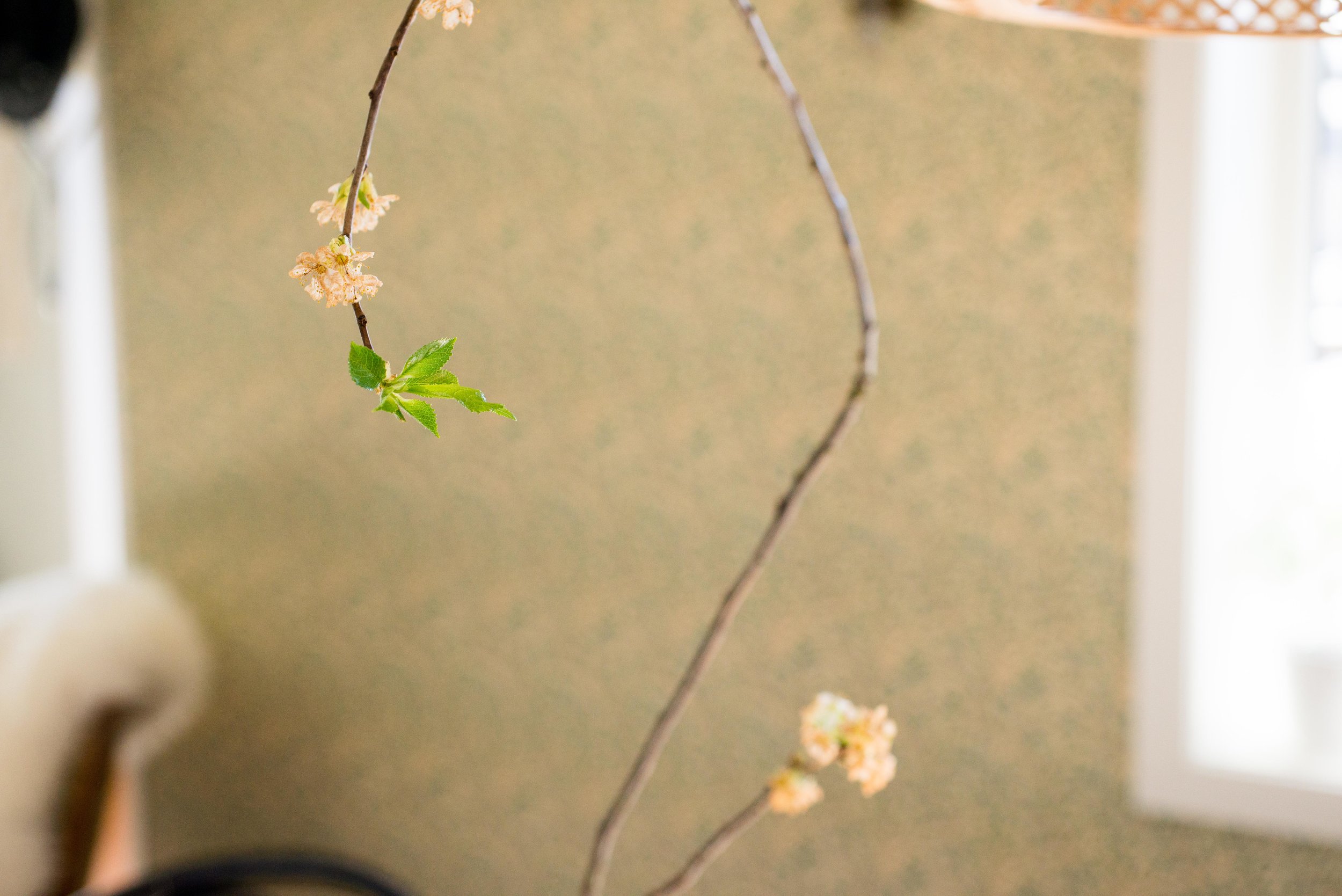 Kirsebærblomsten blomstret så kort. Nesten metaforisk kort.. 