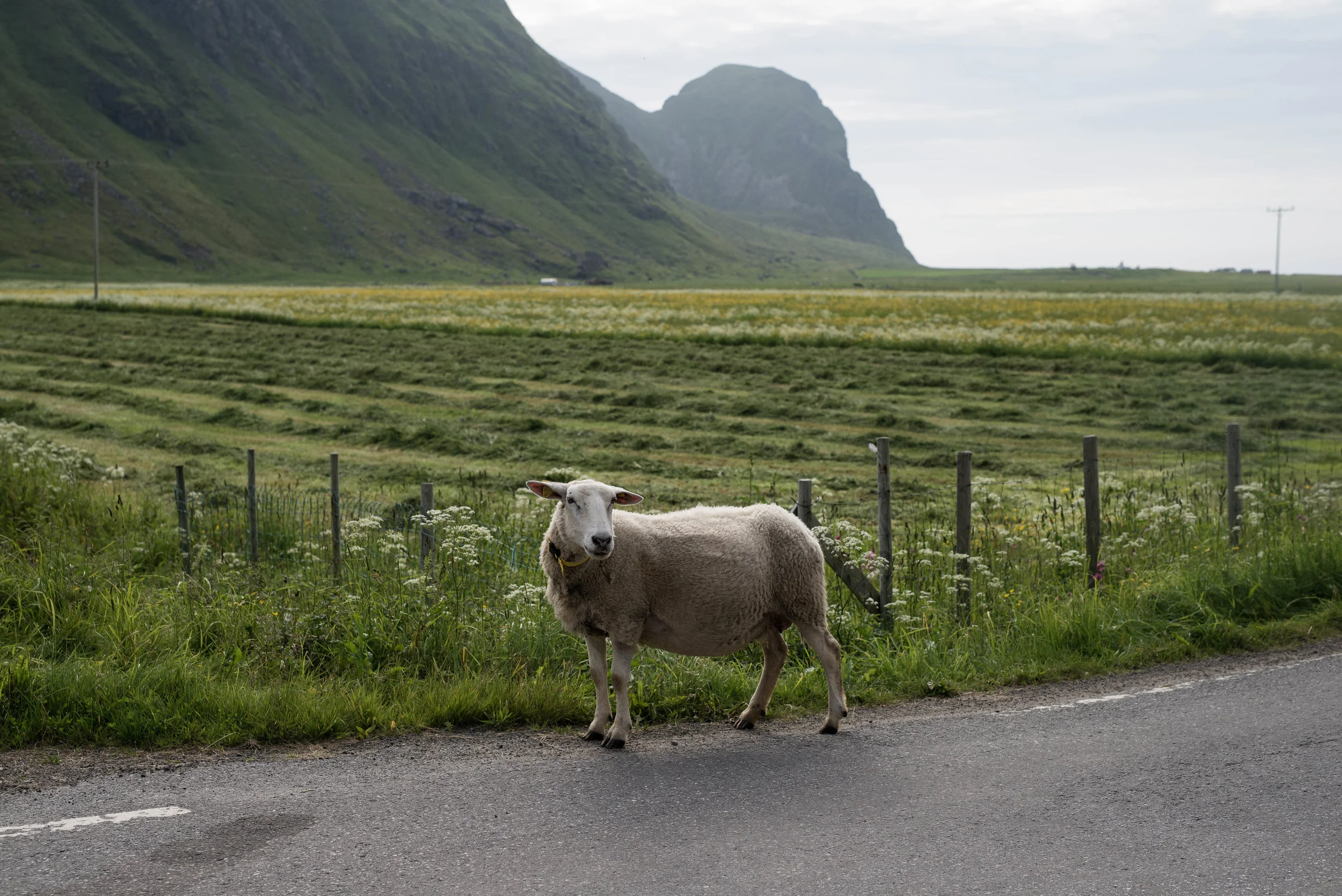 _DSC8585.jpg