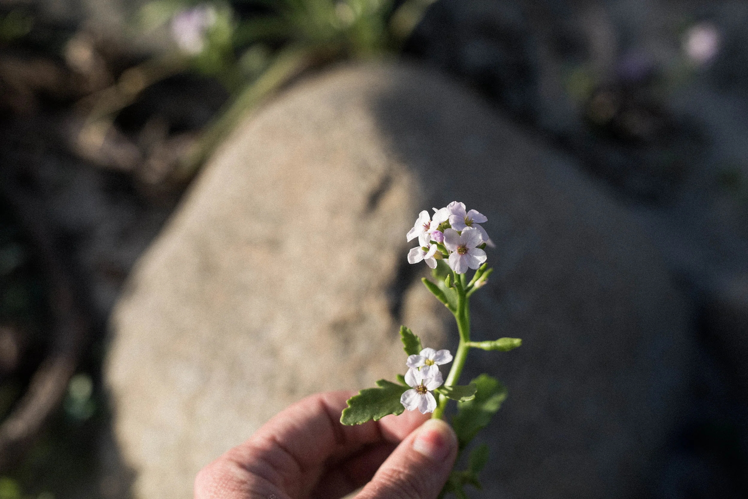 _DSC8699.jpg