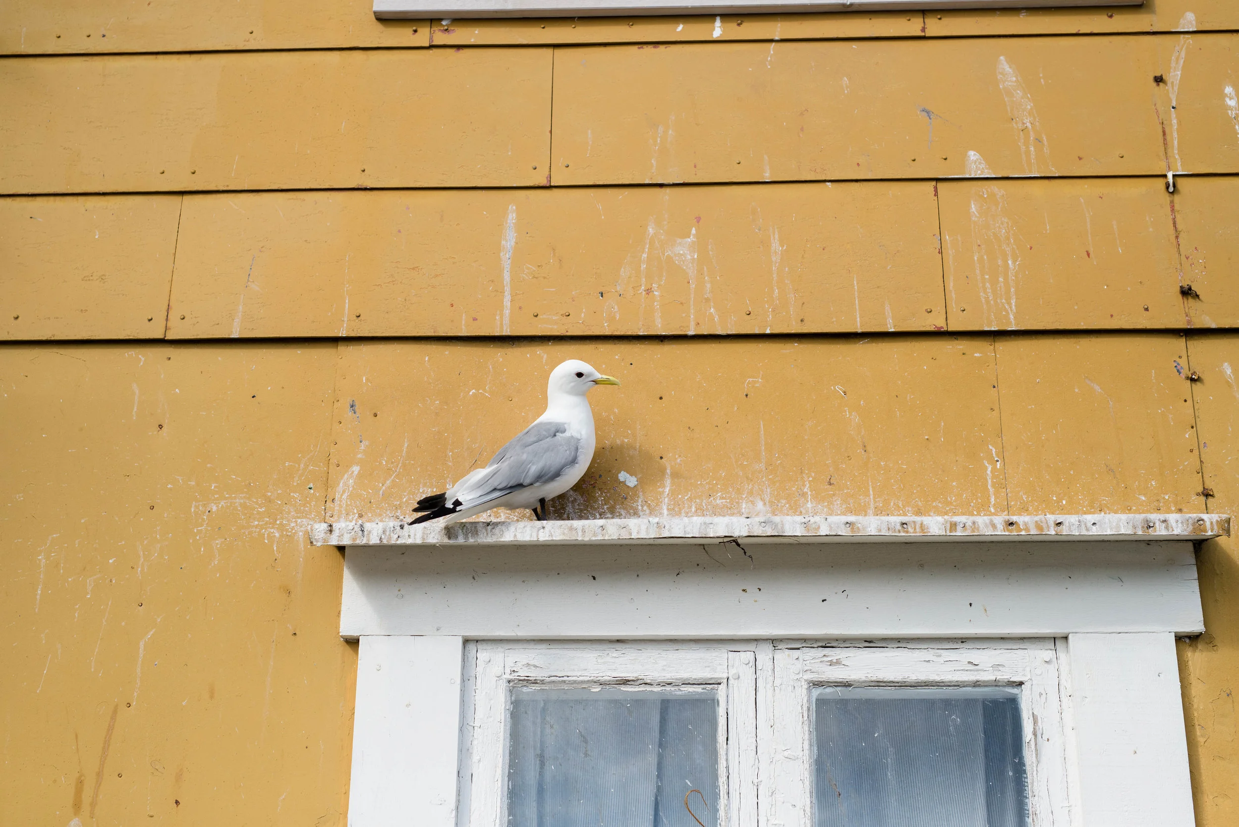 _DSC9018.jpg