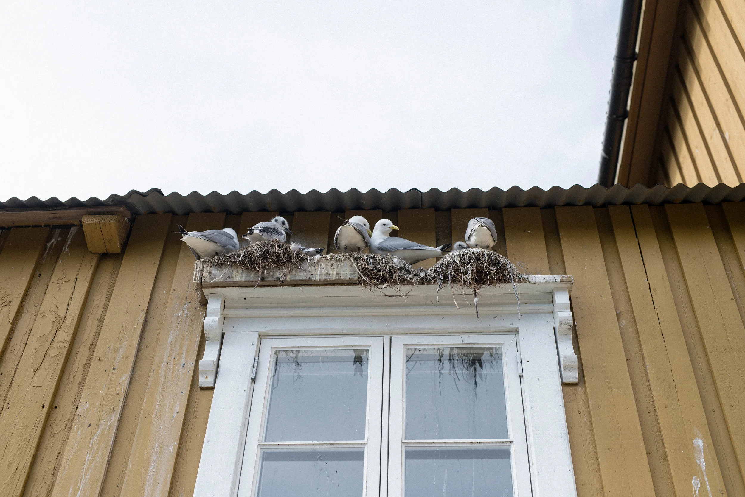 _DSC9020.jpg