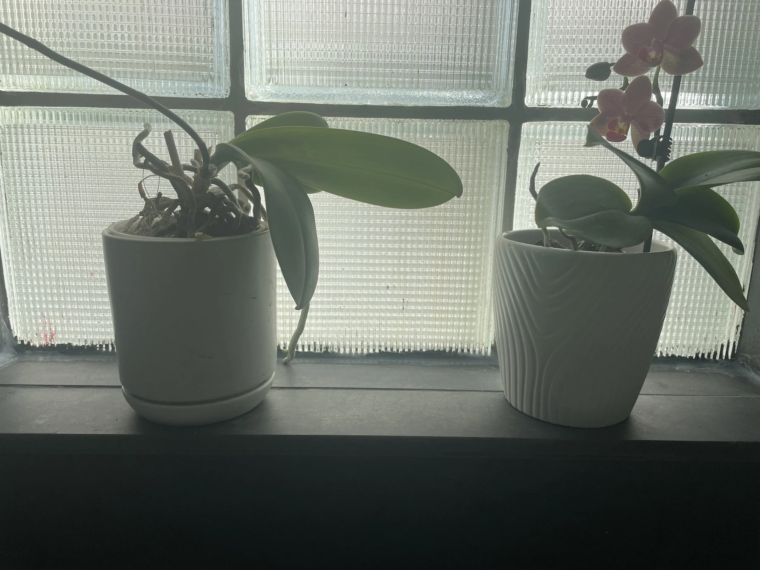IMG_5359.jpeg
