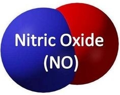 Nitric Oxide Society