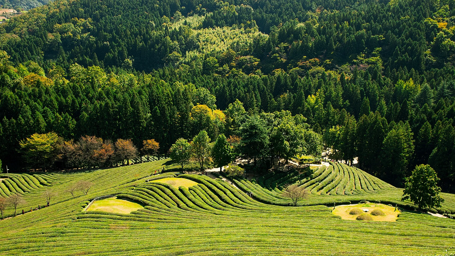 greenery-2884552_1920.jpg