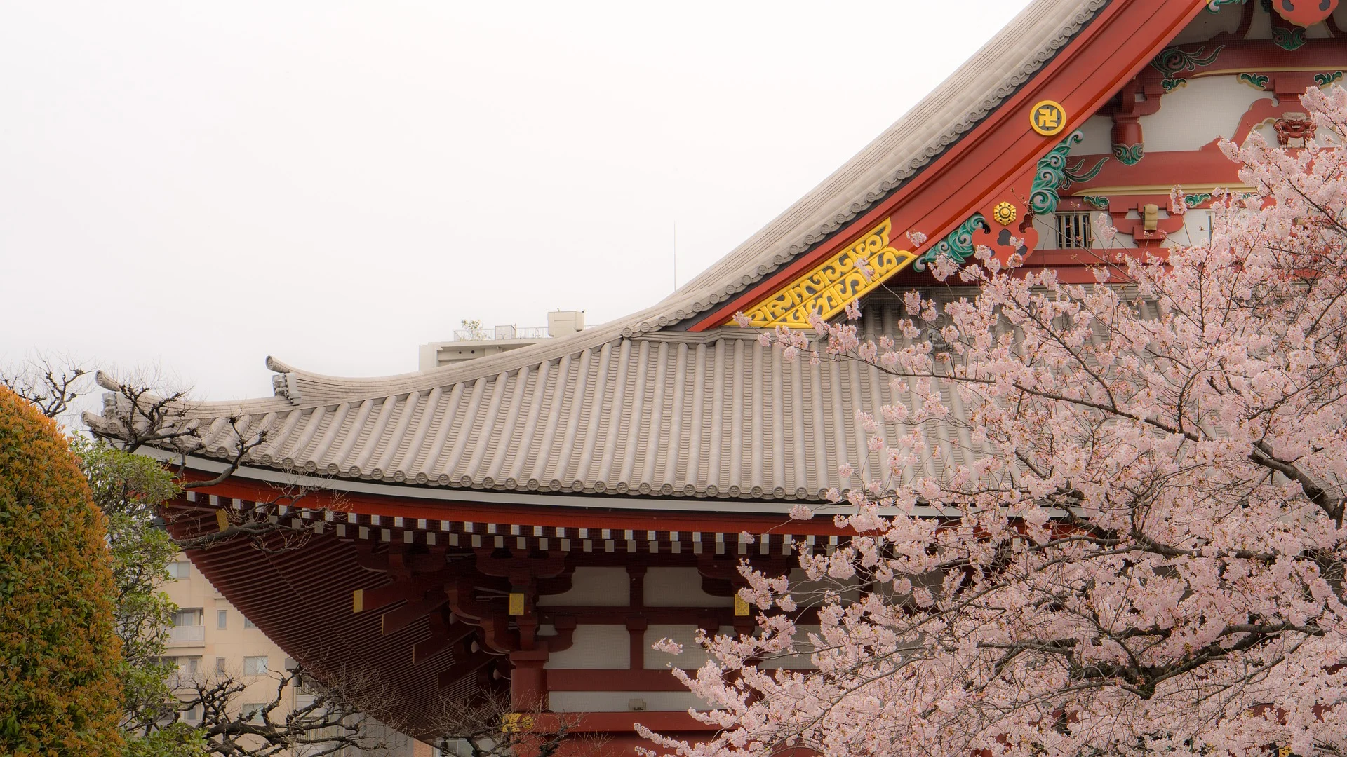 asakusa-blossoms.jpg