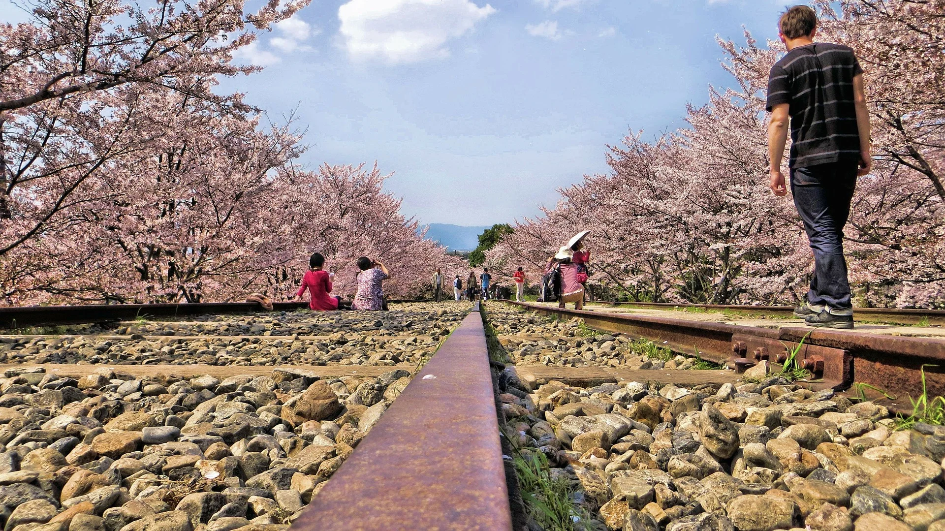 gleise-blossom.jpg