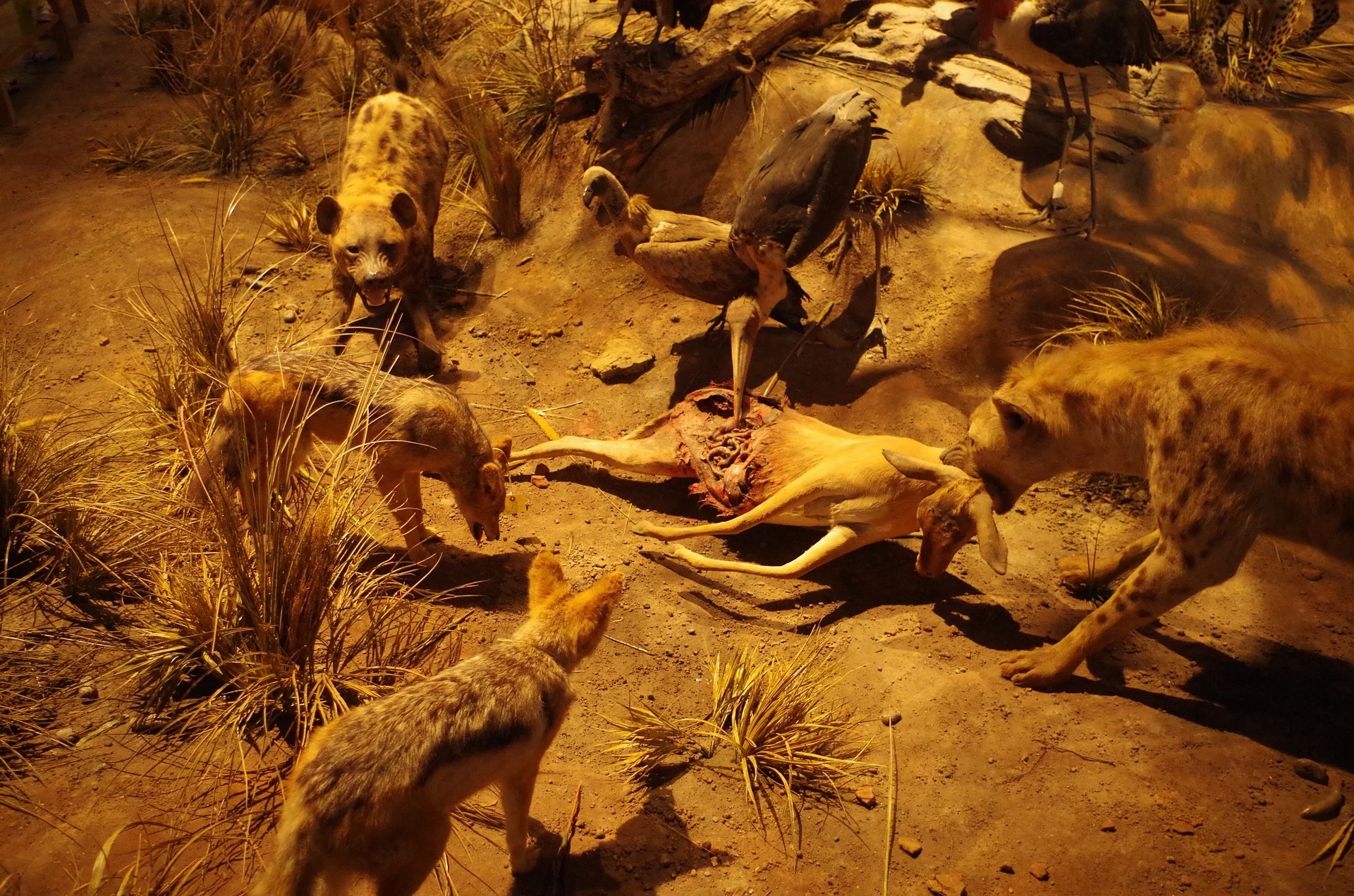 lion-shanghai.jpg