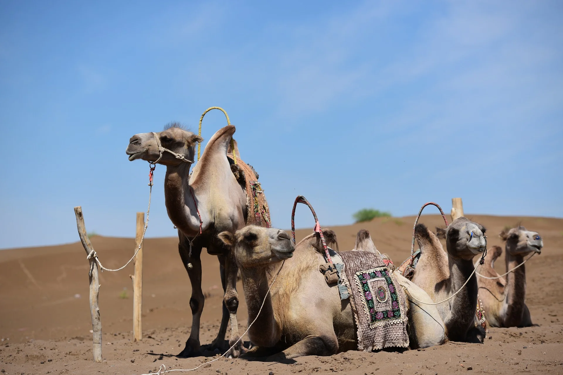 china-desert.jpg